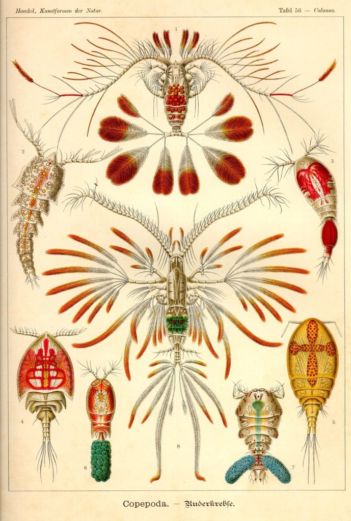 Planche de Ernst Haeckel  est considéré comme le créateur du terme «écologie» en 1866. Ce mot vient du grec oikos signifiant (demeure = station = milieu). Pour lui, l’œcologie (suivant sa propre graphie) désigne l’étude des relations unissant les organismes vivants. Cette planche nous a inspiré la doublure du CAGE BAG.
