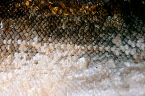peau de poisson - cuir de poisson